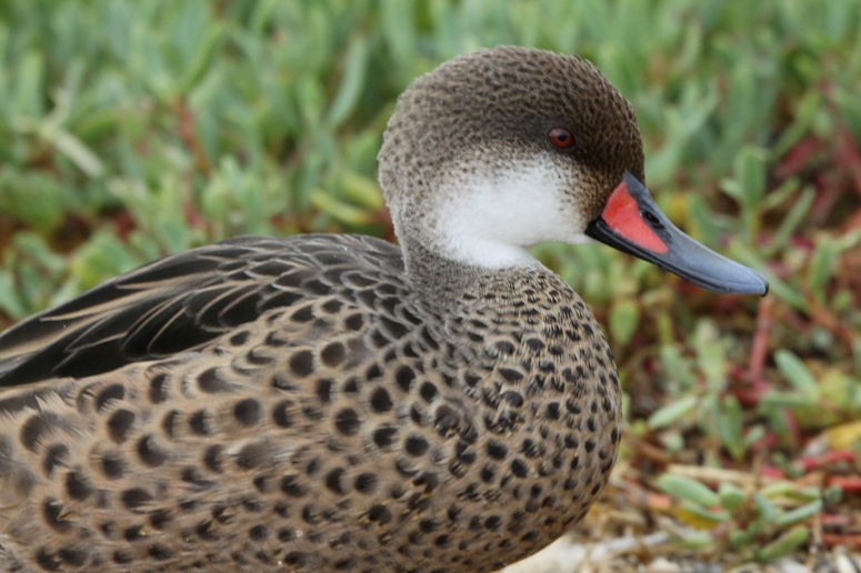 galapagos